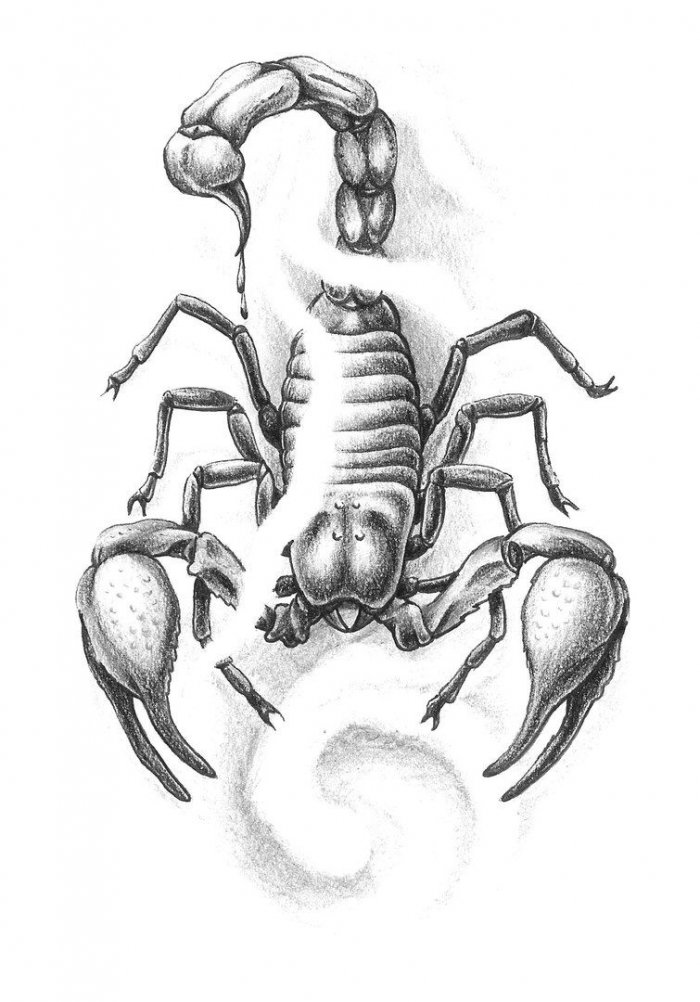 Скорпион рисунок