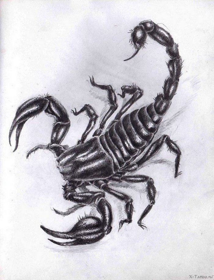 Скорпион эскиз