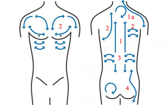Массажные линии лимфодренажного массажа