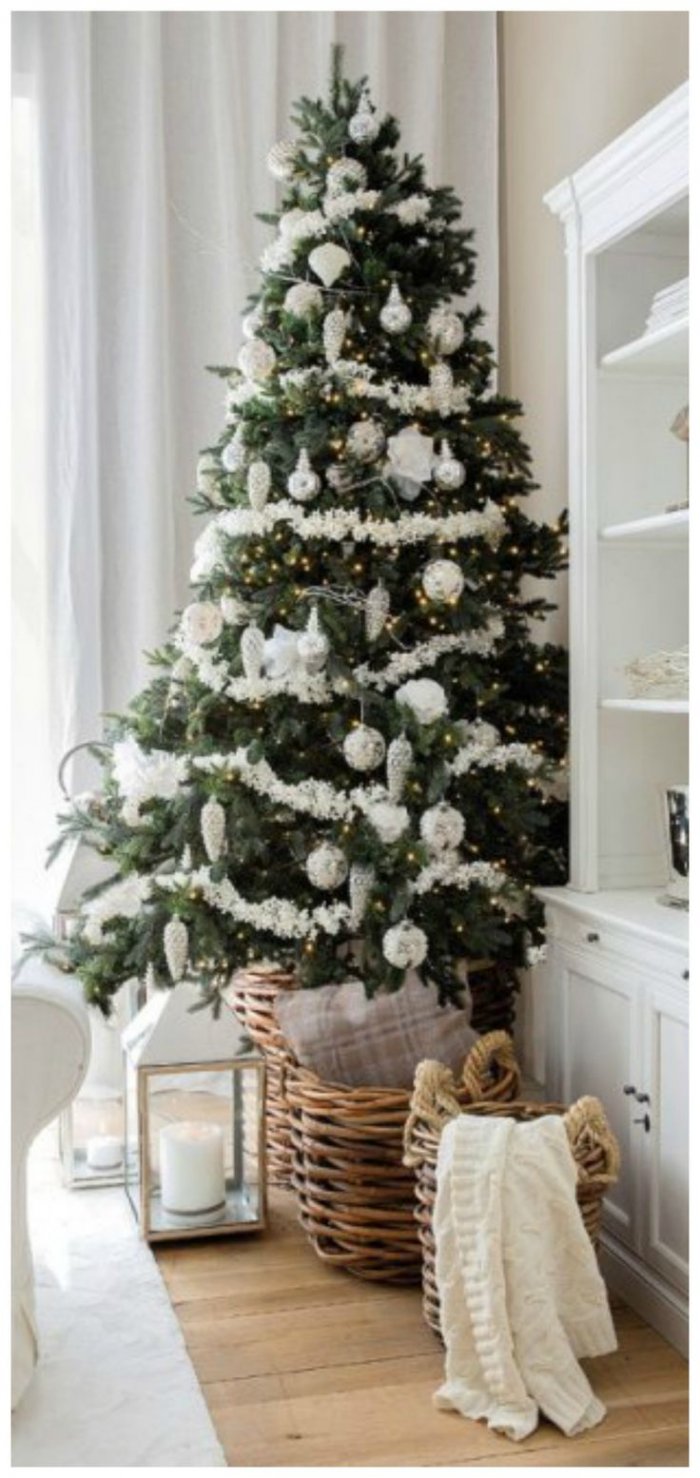 Елка сине серебристая