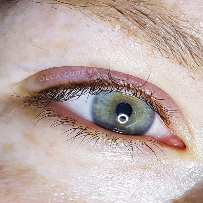 Межресничка темно коричневого