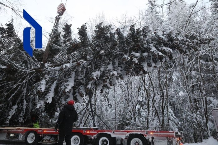 С новым 2022 годом тигра